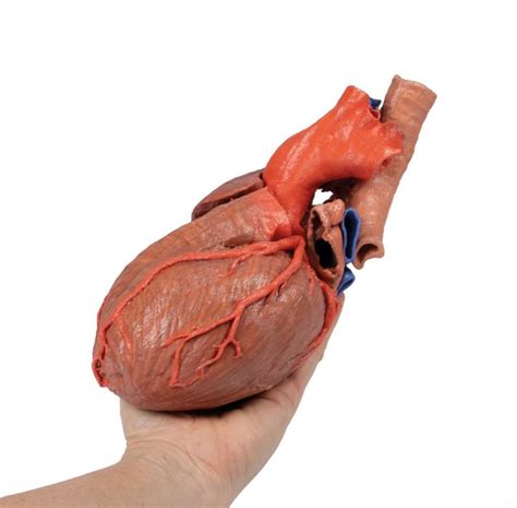 Heart And The Distal Trachea Carina And Primary Bronchi Australian