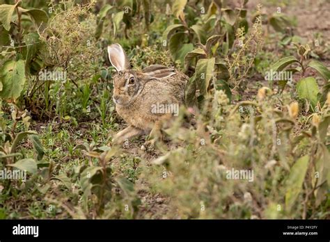 African Hare Hiding In Grassland Hi Res Stock Photography And Images