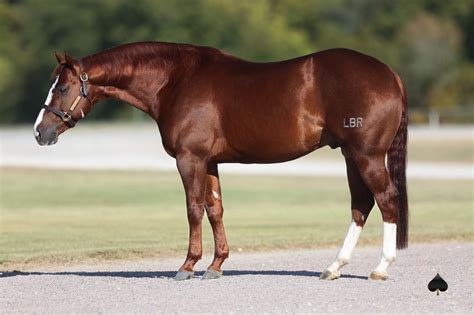 Lbr Hangem Solo Select Horses
