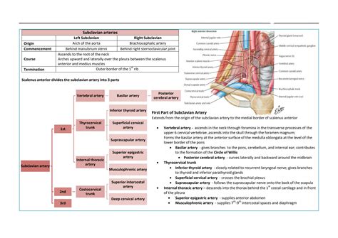 Solution Neck Axilla Arm Back Anatomy University Of Santo Tomas Ana