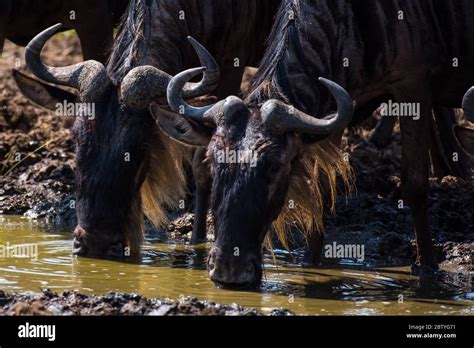 African Wildebeest Life Migration Grassing Fighting From Masai Mara