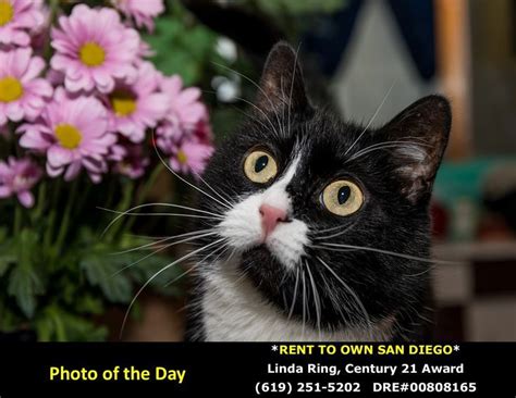 Never Rent Again! Linda Ring, Century 21 Award, Realtor! | Animals, San ...