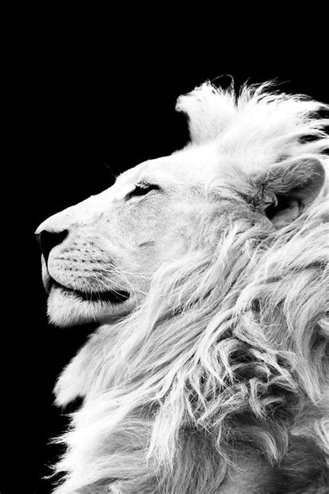 Darklands Animals Beautiful Animals Wild Lion
