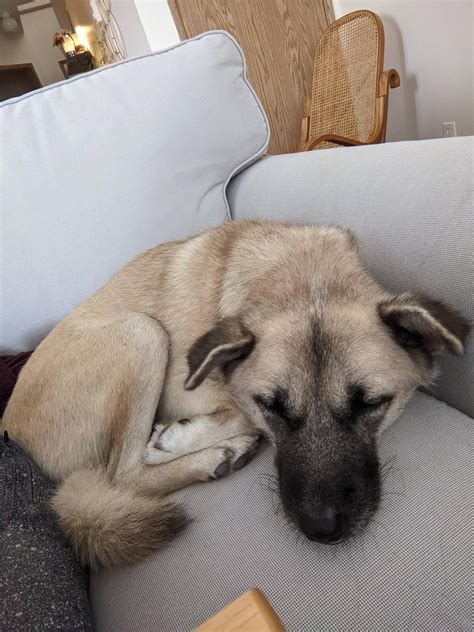 When to worry about new rescue (from abroad) not eating, peeing, or