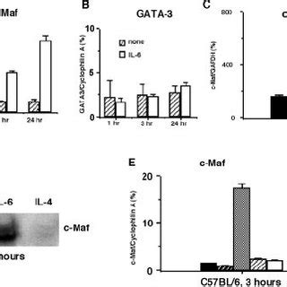 IL 6 Promotes C Maf GATA 3 And IL 4 Expression In CD4 T Cells A