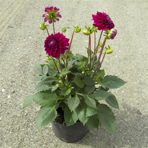 Dahlia Castillo Sommerblomster Plantetorvetdk