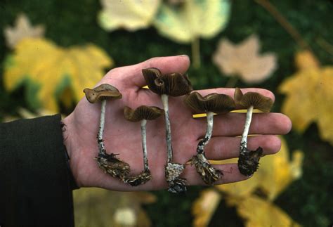 Psilocybe cyanescens - Vancouver Mycological Society