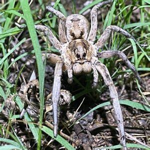 Spiders In Arizona 54 Different Species
