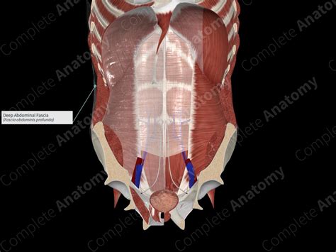 Deep Abdominal Fascia | Complete Anatomy