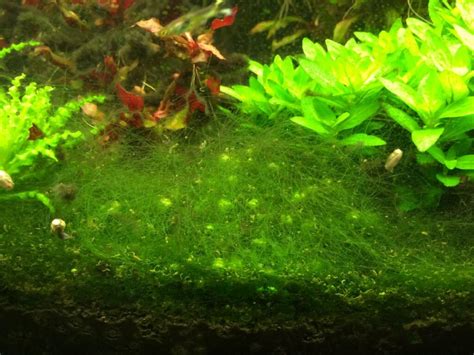 Aquarium Algae Types How To Identify And Control