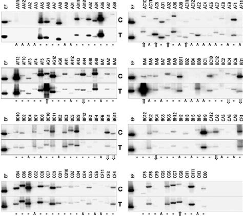 Reverse Northern Blot Hybridisation Of O Maius Zn Est Unigenes