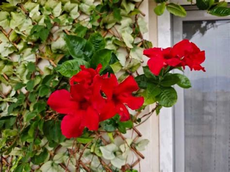 DOOGEE T30 Max Review: A Powerful Tablet for Work and Play