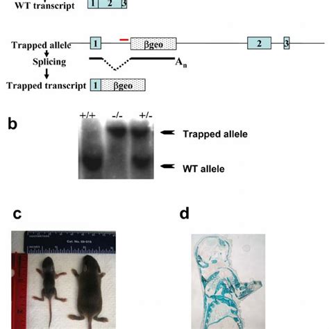 Generation Of Cracm1 Mutant Mice Using Gene Trap Download Scientific