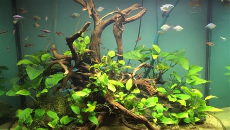 13 Best Aquarium Plants For Gravel Substrate Aqua Goodness Goldfish