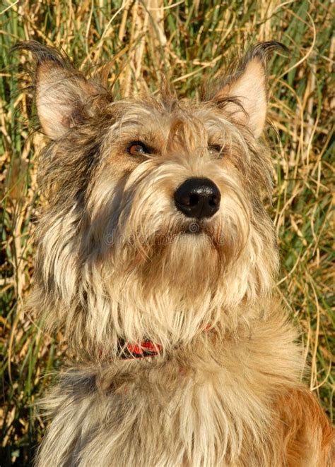 French Shepherd Stock Photo Image Of Canine Mutt Child 2140942