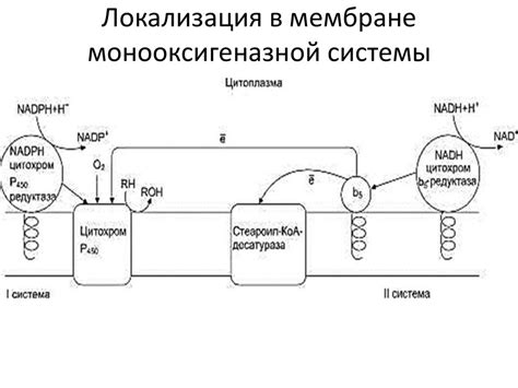 Цитохром Р450. Биотрансформация лекарственных средств - презентация онлайн