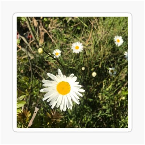 Daisies Sticker By Alohadesigns Redbubble