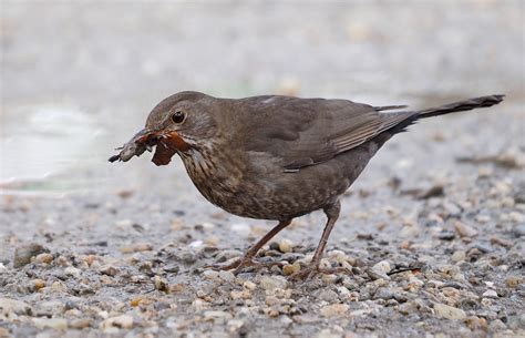 Female Blackbird with nesting material | BirdForum