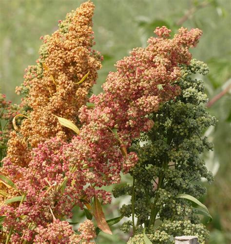 How To Grow Quinoa Seed In Your Kitchen Garden