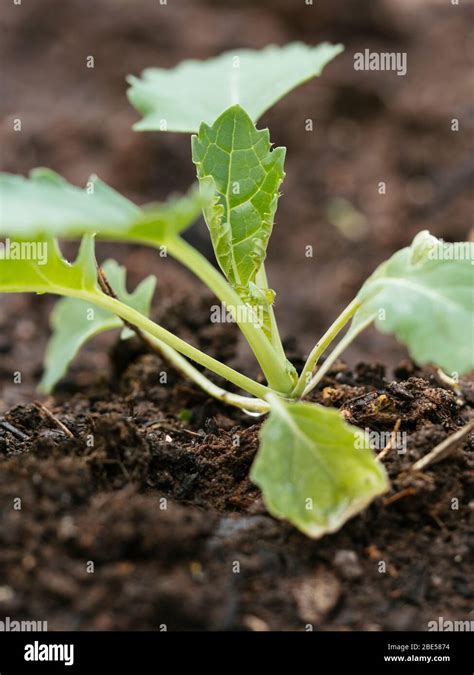 Siberian kale (Bremer Scheerkohl) seedling in a vegetable garden Stock ...