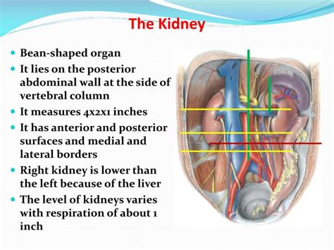 PPT - Anatomy of The Kidney & Ureter PowerPoint Presentation - ID:2240729