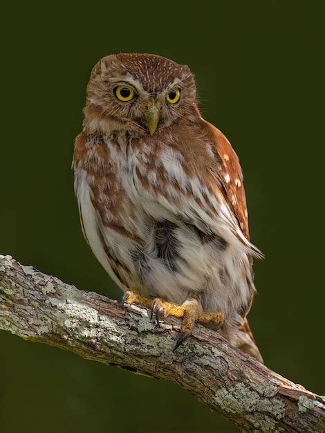 premium photo beautiful owl   tree