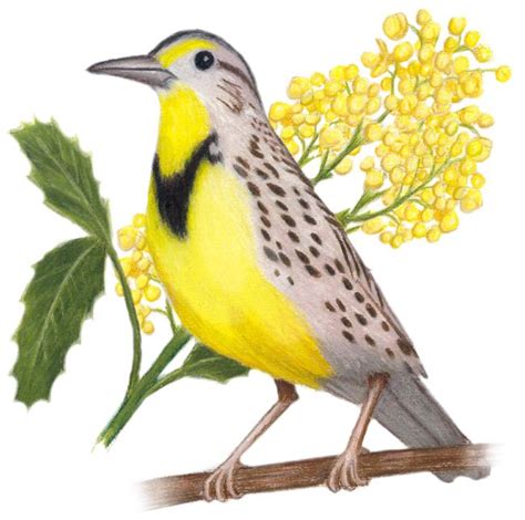 Oregon State Bird and Flower | State birds, Bird, Nebraska state