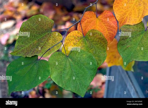 Autumn leaves from the Canadian eastern redbud (Cercis canadensis ...
