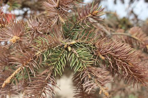 Watch Out For These Evergreen Tree Diseases Primerealadstate