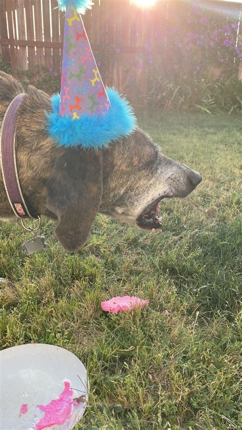 Mistura De Bulldog Americano Plott Hound