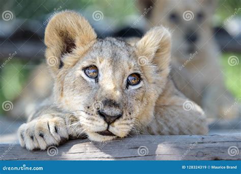 Sleepy Cute Lion Cub Lying Down on Tree Stock Image - Image of lying ...