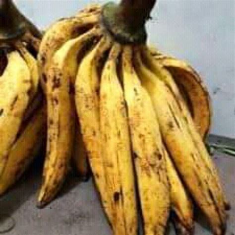 Jual Pisang Tanduk Gebyar Perbiji Shopee Indonesia