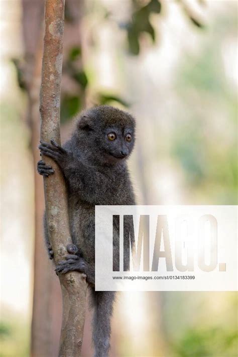 Eastern Lesser Bamboo Lemur Hapalemur Griseus