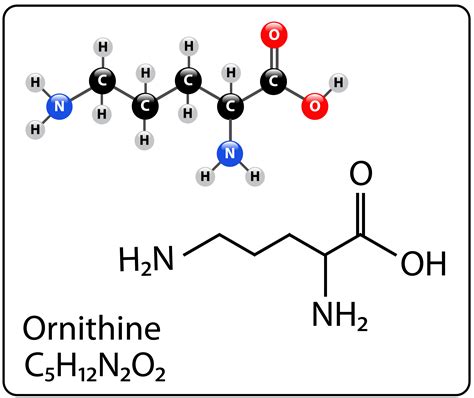 Ornithine - actions, benefits and dosage