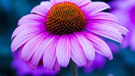 Closeup View Of Light Purple Sunflower In Blur Background HD Purple ...
