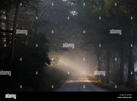 powerful sunrays cutting   mist   road   midst
