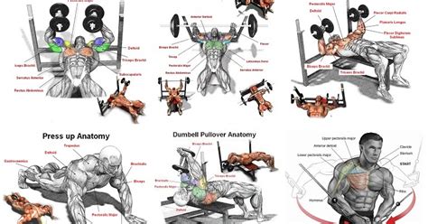 7 Exercises For Effective Pectoral Workouts - Bodydulding