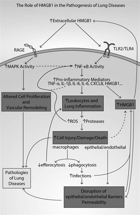 The Role Of Hmgb1 In The Pathogenesis Of Lung Diseases In The Studies