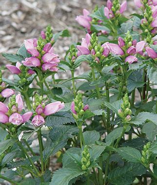 Chelone Hot Lips Plant For Sale Garden Seeds And Plants