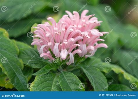 Brazilian Plume Flower Justicia Carnea Pinkish Flower Stock Photo