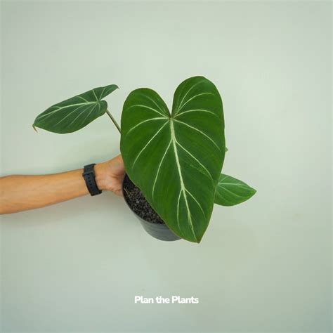 Филодендрон глориозум - фото и картинки: 68 штук