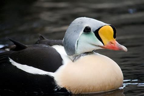 Be a Better Birder: Duck and Waterfowl Identification | Bird Academy ...