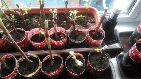 Выращивание винограда в горшке - Со Вкусом