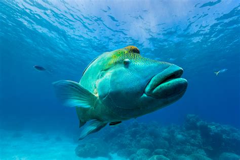 Great Barrier Reef animals: meet the Great Eight - Tourism Australia