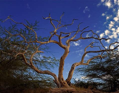 Imagen De Arbol Seco Imagui