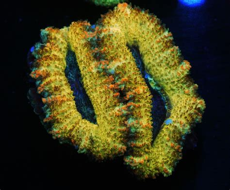 Cs Yellow Hornet Acan Wysiwyg Live Coral Frag Sps Lps Zoas Ebay