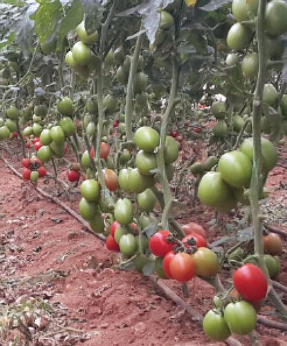 Semence De Tomate Rouge Mtro F Manier Seeds R Sistante La