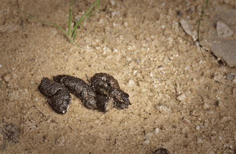 What Does Skunk Poop Look Like And Just How Dirty Is It Animal Corner
