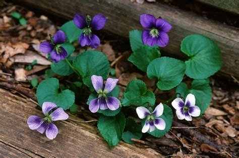 Фиалка Сестринская Фото – Telegraph