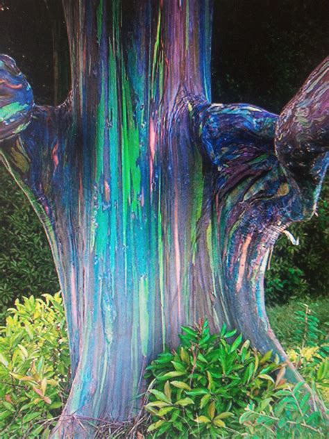 Rainbow Euvalyptus Rainbow Eucalyptus Amazing Colourful Trees Unique Trees Colorful Trees